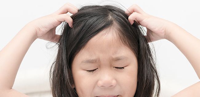 Head lice & nits - the facts
